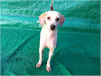 SARTO. Macho 1 año. Hermoso, juguetón, amoroso, le encanta llamar tu atención para que lo acaricies, ladra a desconocidos. Lo recogimos de la calle con mucha sarna pero ahora ya está mejor, pronto estará listo para adopción