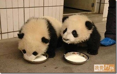 pandas eating