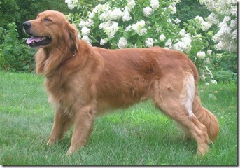 razas de perros grandes-Golden Retriever