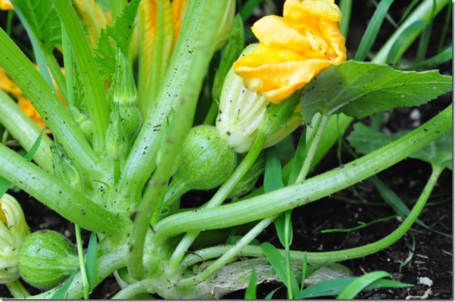 round_summer_squash round_summer_squash