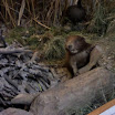 SAM_0385.JPG