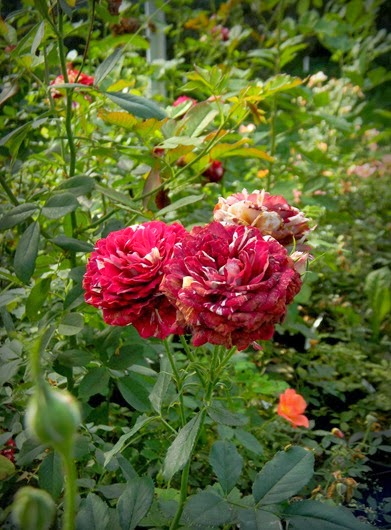 DSCN9705 DSCN9705
