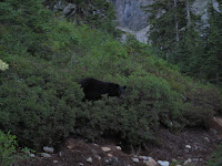 Black bear on the trail.
