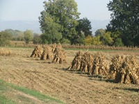 IMG_1910 IMG_1910