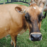 Farm Animals