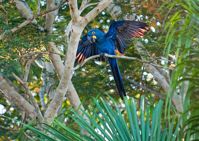 Animales en riesgo de extinción: El guacamayo azul