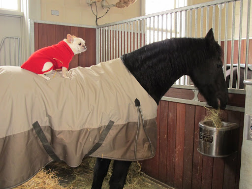 Martyn - is that gourmet hay?