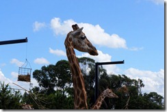 Giraffes, Taronga Zoo