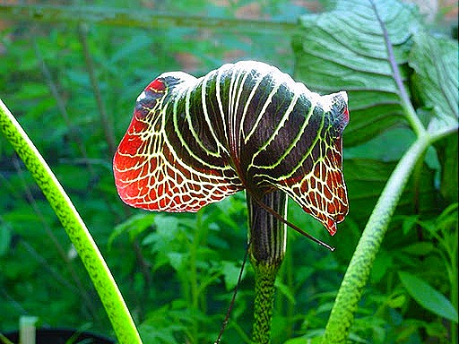 [arisaema-griffithii%255B2%255D%255B5%255D.jpg]