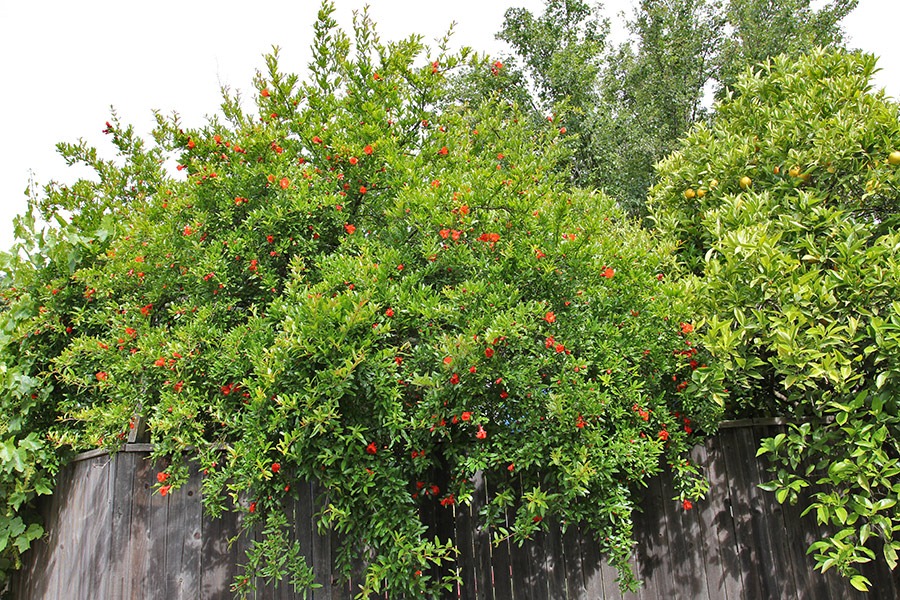 [110527_punica_granatum_02%255B6%255D.jpg]