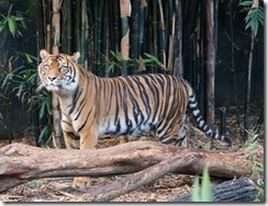 Tiger family, Taronga Zoo