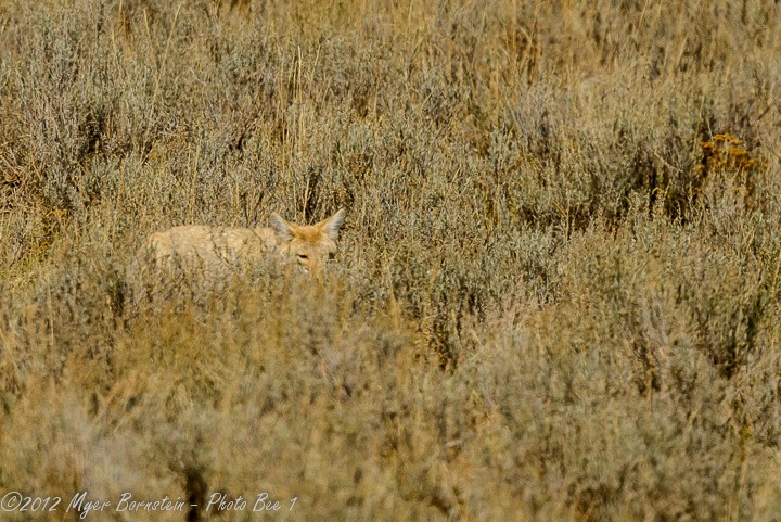 [Coyote%2520%2528Canis%2520latrans%2529%2520DSC_3778%2520September%252012%252C%25202012%2520NIKON%2520D800%255B3%255D.jpg]