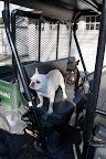 Driving with Martha around the farm