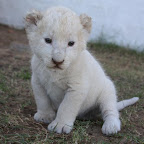 lion26.jpg
