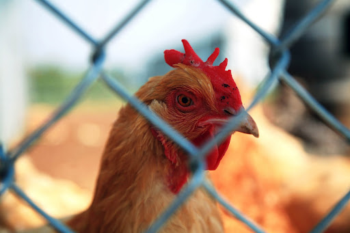 An inquisitive hen watches the camera carefully. (Photo credit: Alex Crowder)