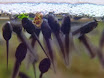 small tadpoles.jpg