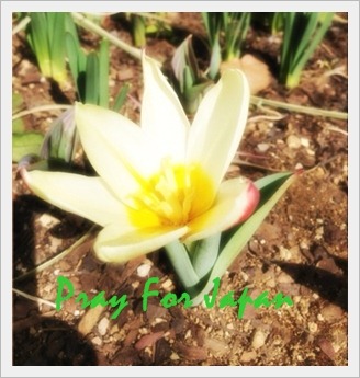 [IMG_1334%255B4%255D.jpg]