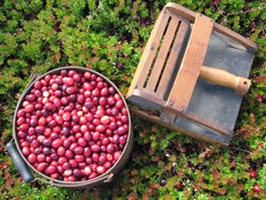 cranberry measure and snap machine2. 9.2013 cranberry measure and snap machine2. 9.2013