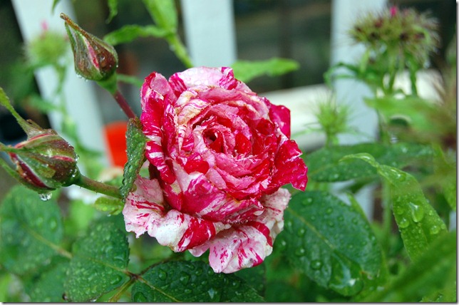 DSC_0014 DSC_0014