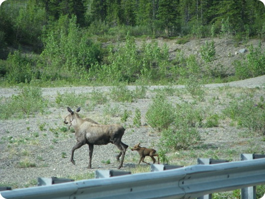 Baby Moose Crossing Road-5