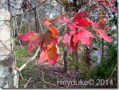 Hillsborough River State Park 005