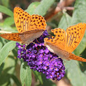 silver-washed fritillary