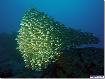 australia barrera coralina (31)