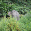 Bornean pygmy elephants