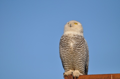 DSC_0105.jpg DSC 0105