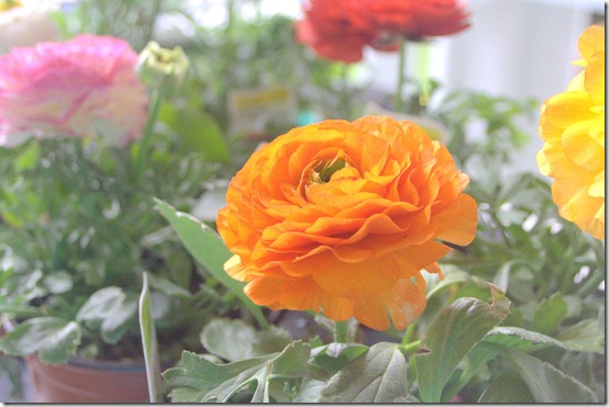tangerine ranunculus tangerine ranunculus