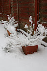Snow Plants