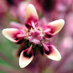 Milkweed50a.jpg