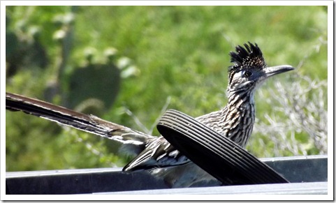 roadrunner