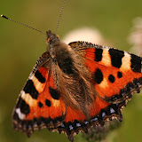 Small Tortoiseshell - a lovely, and quite common, butterfly. It's brother the 'Large Tortoiseshell' is now extinct is the UK.