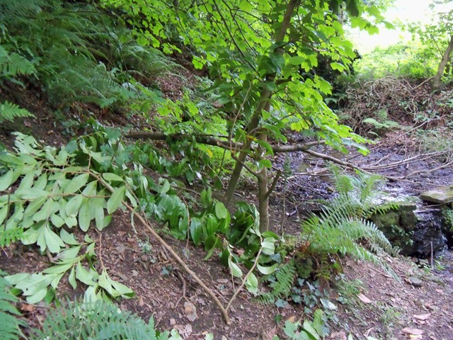 [slashed_laurel%255B2%255D.jpg]