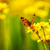 butterflysh.jpg