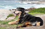 Zelda soaking up the sun Zelda soaking up the sun