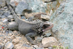 Iguana on the rocks