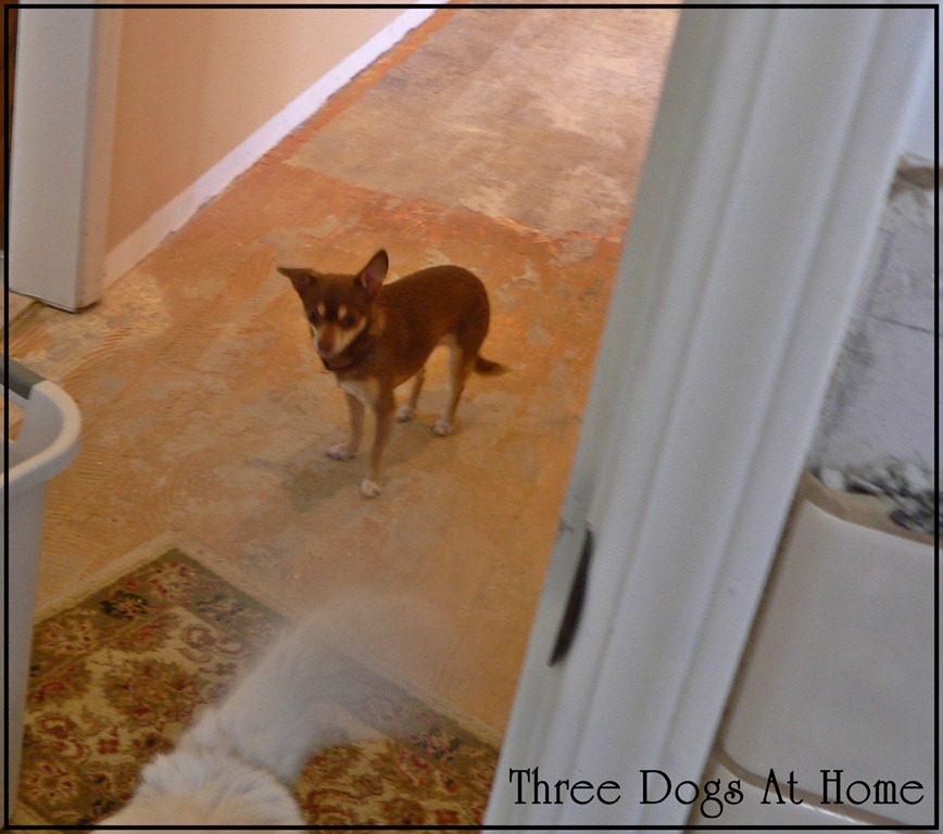 [house%2520stuff%2520014%255B3%255D.jpg]