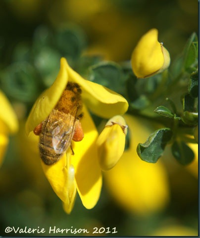 bee-on-broom