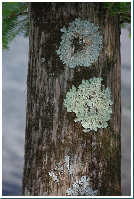 lichen