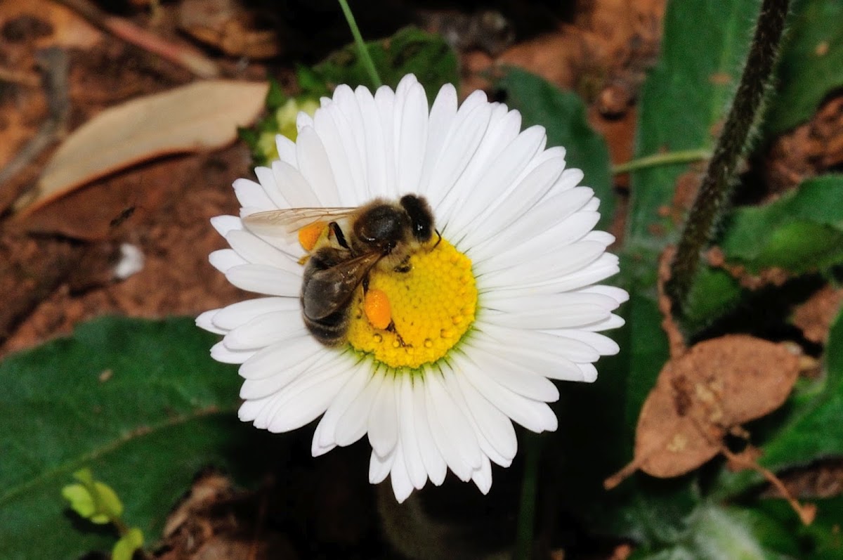 Iberian honey bee, abeja ibérica