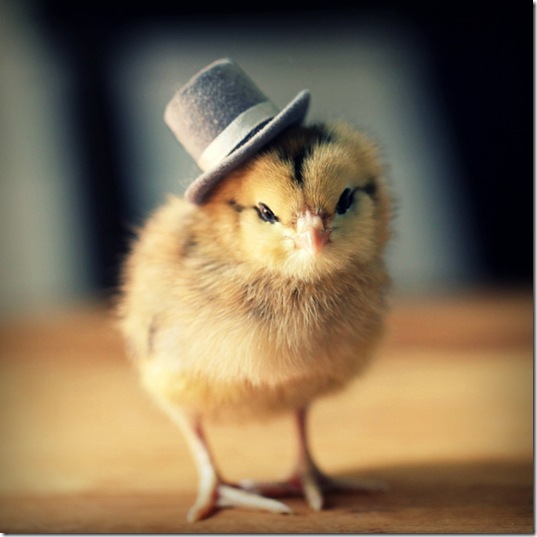 chick-in-hats-4