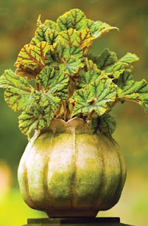 CDF Poppy Pot
Mini $21.00  
Small $28.00
Med $62.00