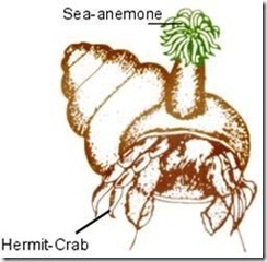 Sea anemone and Hermit crab