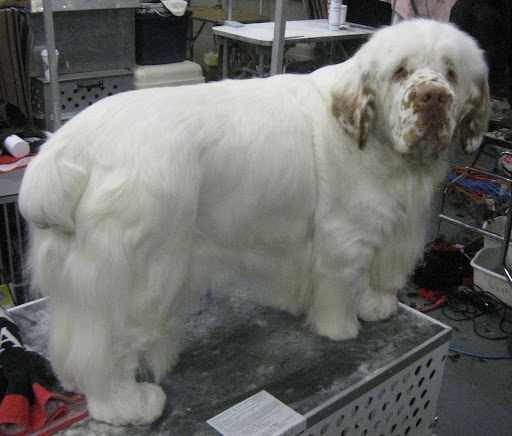 Clumber Spaniel