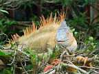 Sprachaufenthalt Monteverde