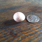 Egg of House Wren