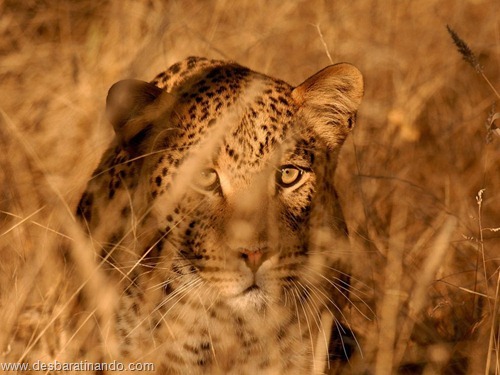 animais national geographic desbaratinando  (25)