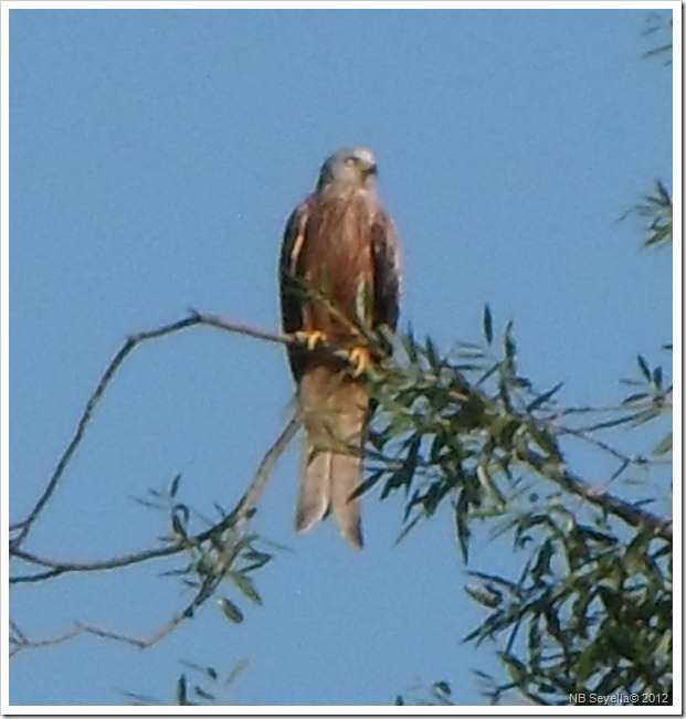 SAM_1762 Red Kite SAM_1762 Red Kite